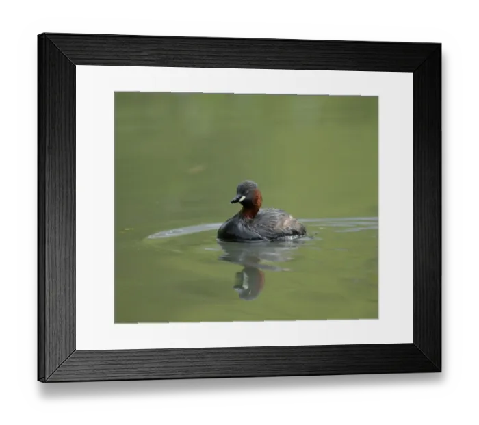 Framed Print : Little Grebe, Tachybaptus ruficollis, , UK, spring Framed Print : Little Grebe, Tachybaptus ruficollis, , UK, spring