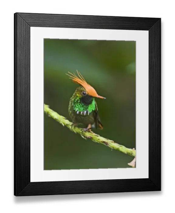 Framed Print : 02432dt. Rufous-crested Coquette Lophornis delattrei lessoni male El Valle Panama Framed Print : 02432dt. Rufous-crested Coquette Lophornis delattrei lessoni male El Valle Panama