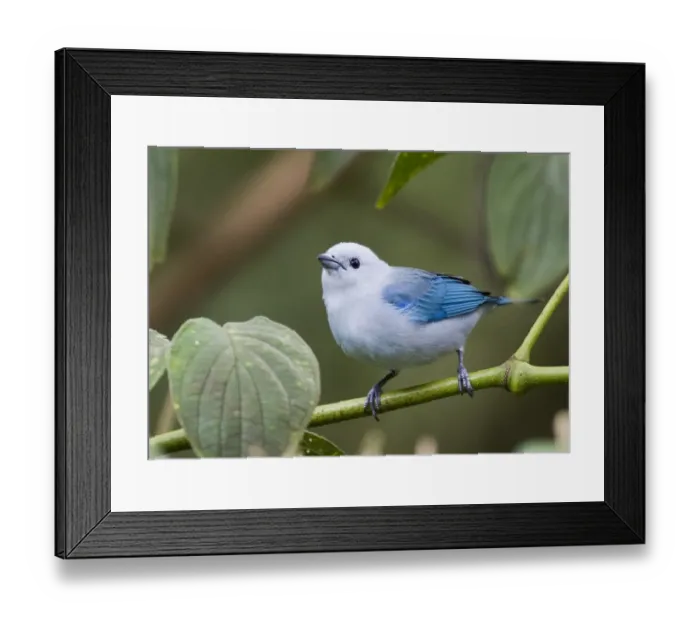 Framed Print : 02439dt. Blue-gray Tanager Thraupis episcopus cana male El Valle Panama Framed Print : 02439dt. Blue-gray Tanager Thraupis episcopus cana male El Valle Panama