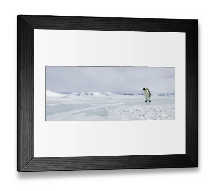 Framed Print : 02365dt. Emperor