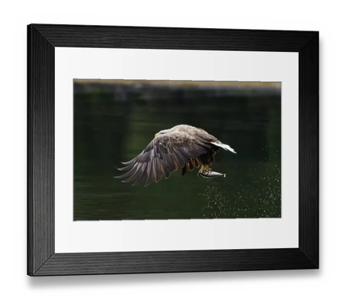 Framed Print : 02556dt. White-tailed Eagle (Sea Eagle). Haliaeetus albicilla adult with fish Norway July