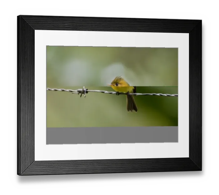 Framed Print : 02425dt. Common Tufted Flycatcher Mitrphanes Phaeocercus vividus Altos Del Maria Panama Framed Print : 02425dt. Common Tufted Flycatcher Mitrphanes Phaeocercus vividus Altos Del Maria Panama