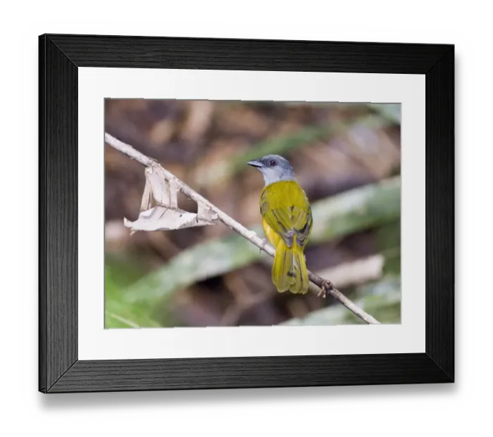 Framed Print : 02412dt. Gray-headed Framed Print : 02412dt. Gray-headed