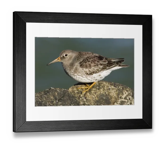 Framed Print : 02488dt. Purple Sandpiper Calidris maritima on rocks UK winter
