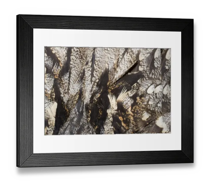 Framed Print : 02467dt. Nightjar Caprimulgus europaeus close up of feathers on mantle of bird Framed Print : 02467dt. Nightjar Caprimulgus europaeus close up of feathers on mantle of bird