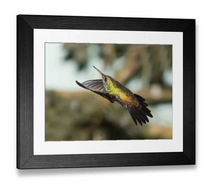 Framed Print : 02420dt. Violet-bellied Framed Print : 02420dt. Violet-bellied