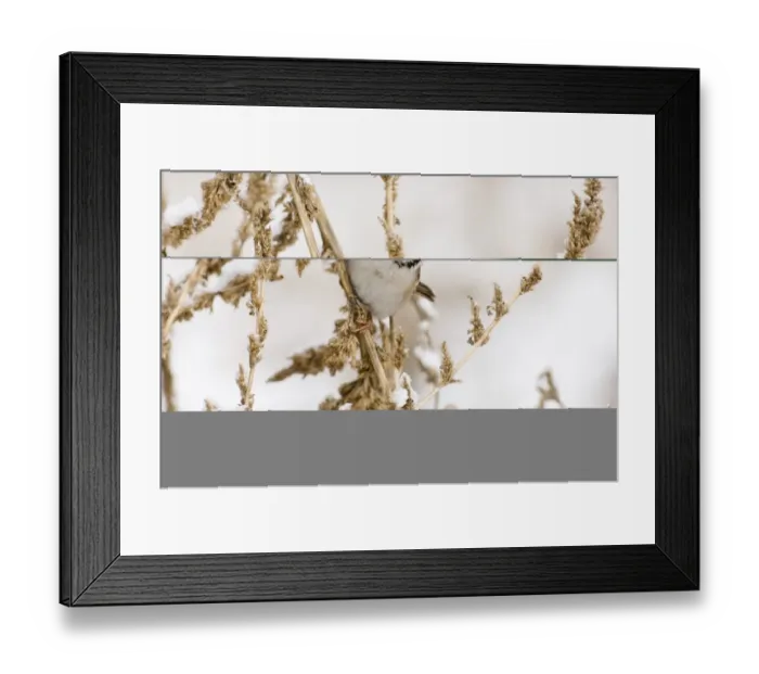 Framed Print : 02449dt. Tree Sparrow Passer montanus Norfolk UK winter Framed Print : 02449dt. Tree Sparrow Passer montanus Norfolk UK winter