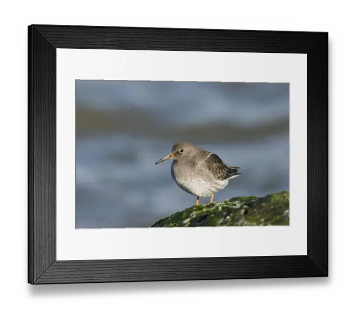 Framed Print : 02476dt. Purple Sandpiper Calidris maritima on rocks UK winter Framed Print : 02476dt. Purple Sandpiper Calidris maritima on rocks UK winter