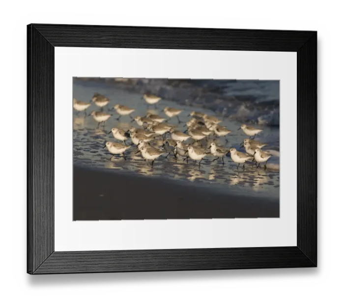 Framed Print : 02478dt. Sanderling Calidris alba Norfolk winter Framed Print : 02478dt. Sanderling Calidris alba Norfolk winter