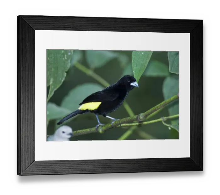 Framed Print : 02438dt. Flame-rumped Tanager Ramphocelus flammigerus icteronotus male El Valle Panama Framed Print : 02438dt. Flame-rumped Tanager Ramphocelus flammigerus icteronotus male El Valle Panama