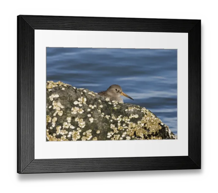 Framed Print : 02473dt. Purple Sandpiper Calidris maritima on rocks UK winter