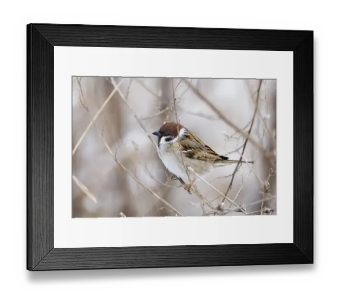Framed Print : 02445dt. Tree Sparrow Passer montanus Norfolk UK winter