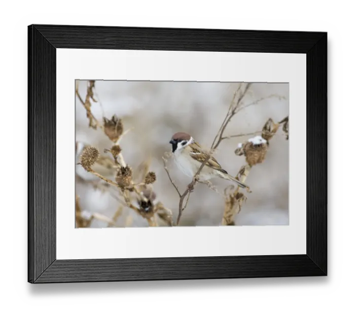 Framed Print : 02450dt. Tree Sparrow Passer montanus Norfolk UK winter Framed Print : 02450dt. Tree Sparrow Passer montanus Norfolk UK winter