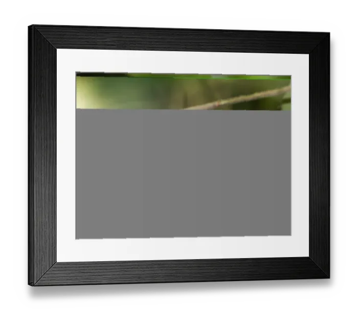 Framed Print : 02422dt. Ruddy-tailed Framed Print : 02422dt. Ruddy-tailed