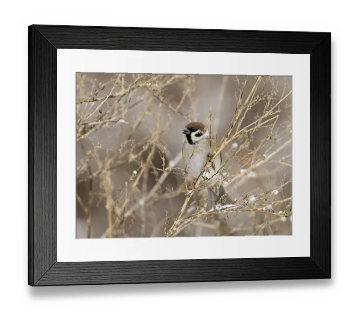 Framed Print : 02443dt. Tree Sparrow Passer montanus Norfolk UK winter Framed Print : 02443dt. Tree Sparrow Passer montanus Norfolk UK winter