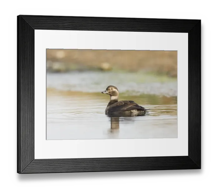Framed Print : 02463dt. Long-tailed Duck Clangula hyemalis juvenile Norfolk October Framed Print : 02463dt. Long-tailed Duck Clangula hyemalis juvenile Norfolk October