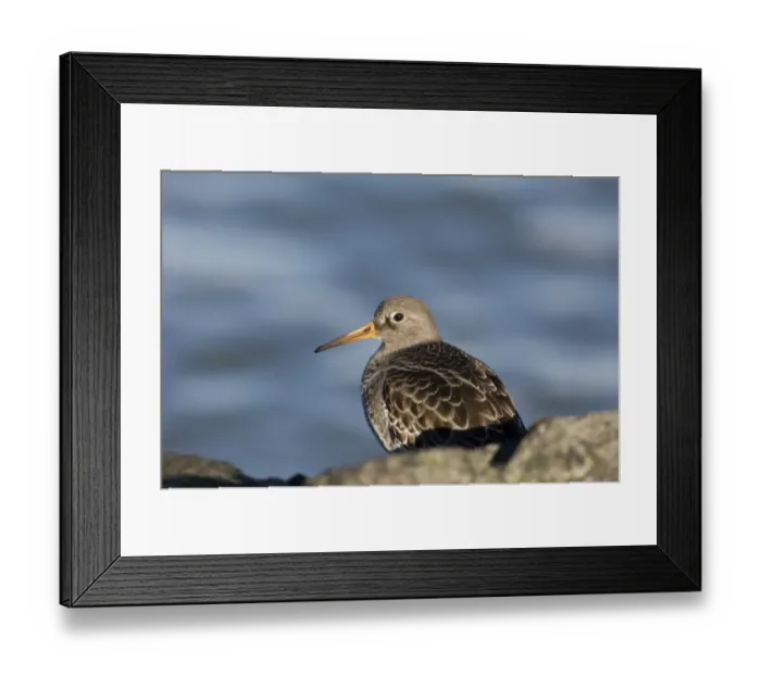 Framed Print : 02471dt. Purple Sandpiper Calidris maritima on rocks UK winter Framed Print : 02471dt. Purple Sandpiper Calidris maritima on rocks UK winter