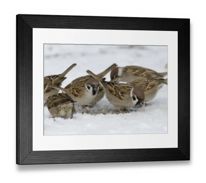 Framed Print : 02456dt. Tree Sparrow Passer montanus flock feeding on seed in snow Norfolk UK winter