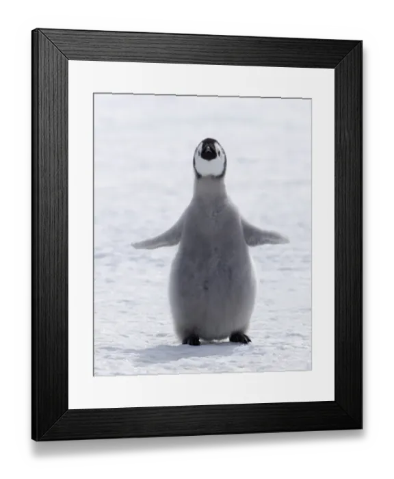 Framed Print : 02551dt. Emperor Framed Print : 02551dt. Emperor