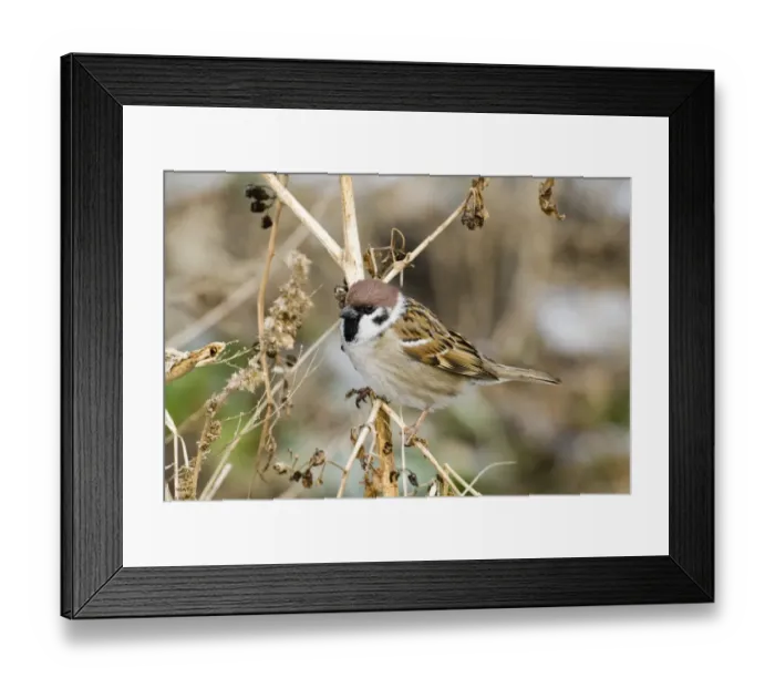 Framed Print : 02460dt. Tree Sparrow Passer montanus Norfolk UK winter Framed Print : 02460dt. Tree Sparrow Passer montanus Norfolk UK winter