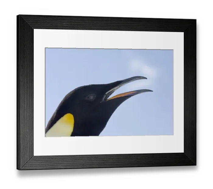 Framed Print : Emperor Penguin Aptenodytes forsteri calling Snow Hill Island Antarctica November Framed Print : Emperor Penguin Aptenodytes forsteri calling Snow Hill Island Antarctica November