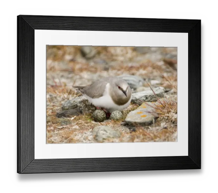 Framed Print : Magellanic Plover Pluvianellus socialis at nest with eggs Tierra del Fuego Chile November NOTE
