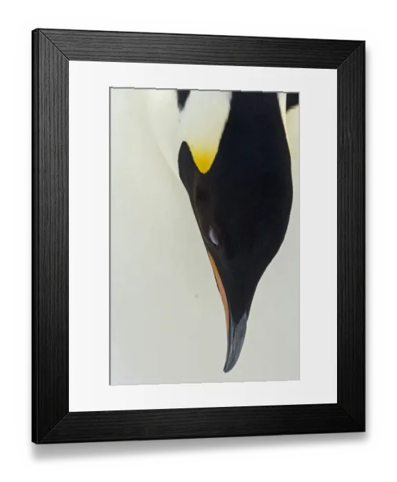 Framed Print : Emperor Penguin Aptenodytes forsteri adult Snow Hill Island Antarctica November Framed Print : Emperor Penguin Aptenodytes forsteri adult Snow Hill Island Antarctica November