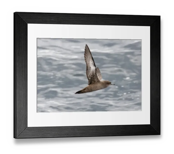 Framed Print : Sooty Shearwater Puffinus griseus off Cape Horn Southern Ocean November Framed Print : Sooty Shearwater Puffinus griseus off Cape Horn Southern Ocean November