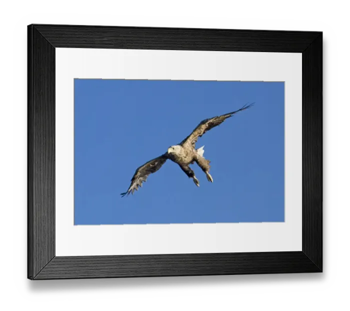 Framed Print : 02575dt. White-tailed Framed Print : 02575dt. White-tailed