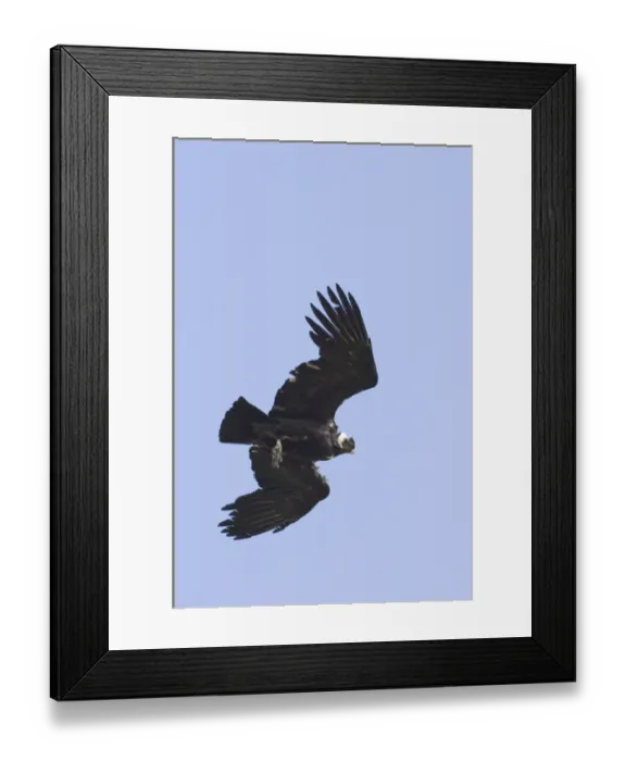 Framed Print : Andean Condor Vultur gryphus Patagonian Chile November Framed Print : Andean Condor Vultur gryphus Patagonian Chile November