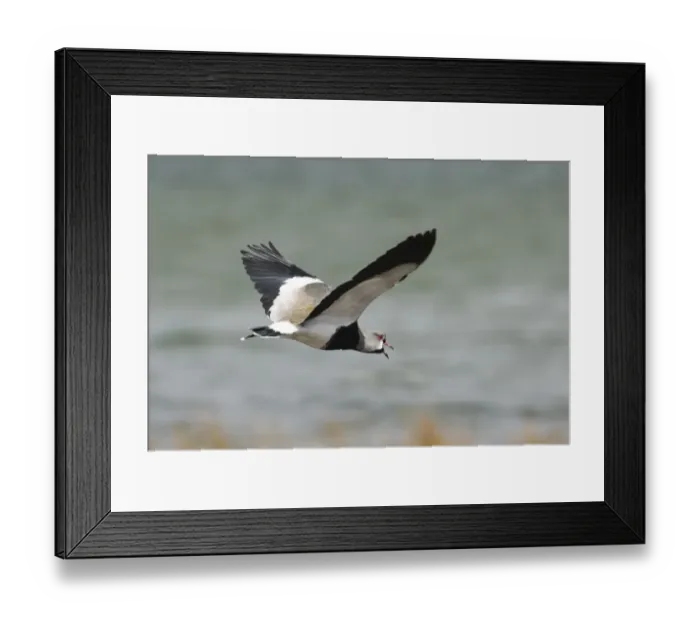 Framed Print : Southern Lapwing Vanellus chilensis male calling Tierra del Fuego Argentina November Framed Print : Southern Lapwing Vanellus chilensis male calling Tierra del Fuego Argentina November