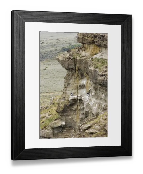 Framed Print : Andean Condor Vultur gryphus on roosting ledge S. Chile November Framed Print : Andean Condor Vultur gryphus on roosting ledge S. Chile November