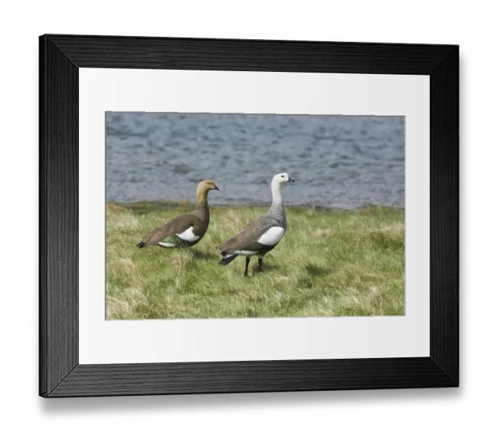 Framed Print : Upland Goose Choephaga picta pair Tierra del Fuego Argentina November Framed Print : Upland Goose Choephaga picta pair Tierra del Fuego Argentina November