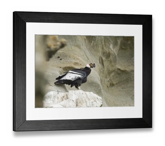 Framed Print : Andean Condor Vultur gryphus male on roosting ledge S. Chile November