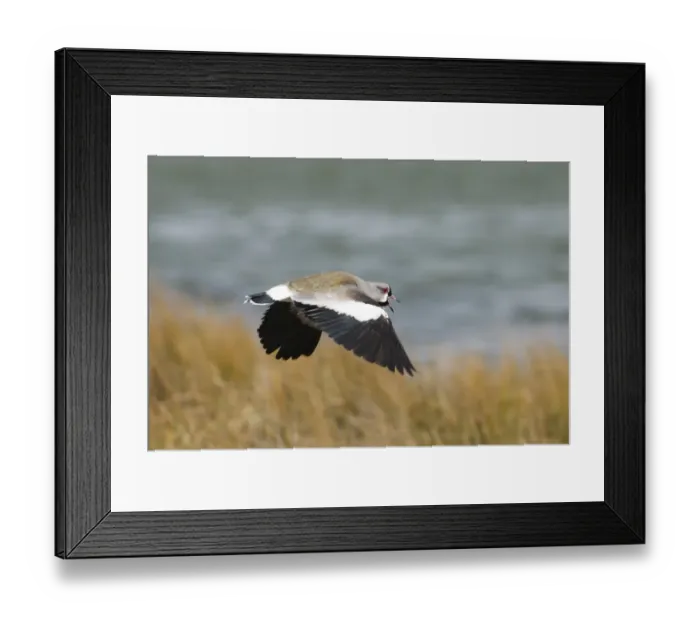 Framed Print : Southern Lapwing Vanellus chilensis male calling Tierra del Fuego Argentina November Framed Print : Southern Lapwing Vanellus chilensis male calling Tierra del Fuego Argentina November