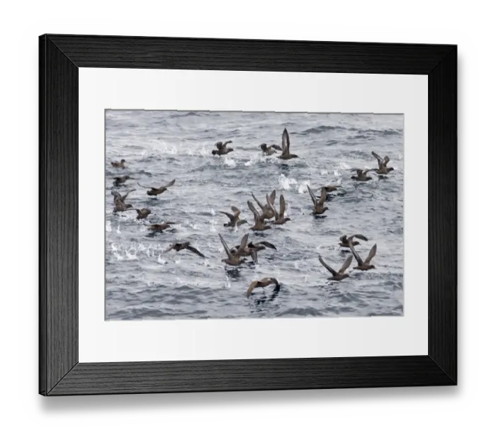 Framed Print : Sooty Shearwaters Puffinus griseus off Cape Horn Southern Ocean November Framed Print : Sooty Shearwaters Puffinus griseus off Cape Horn Southern Ocean November