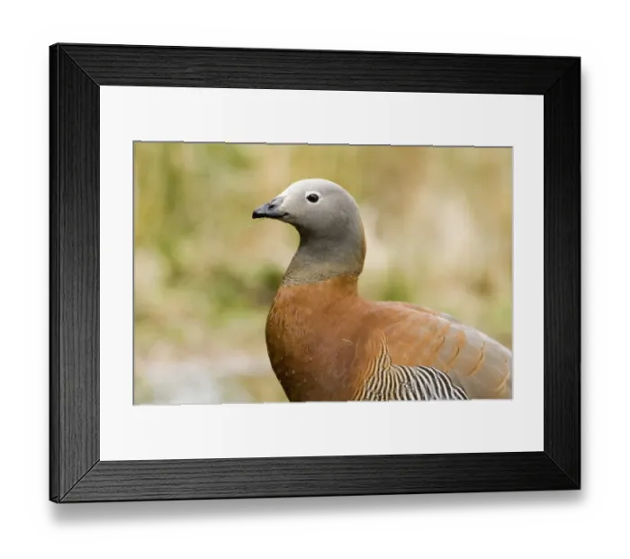 Framed Print : Ashy-headed Goose Chloephaga poliocephala Tierra del Fuego Argentina November