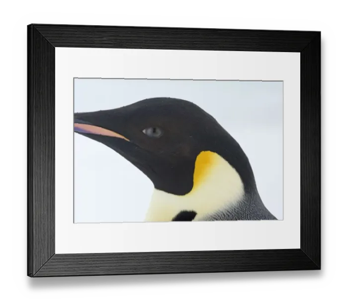 Framed Print : Emperor Penguin Aptenodytes fosteri adult Weddell Sea near Snow Hill Island Antarctica