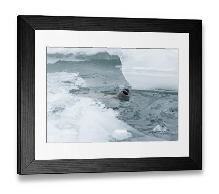 Framed Print : Weddell Seal Leptonychotes weddellii poking nostrils though hole in sea ice of Weddell Framed Print : Weddell Seal Leptonychotes weddellii poking nostrils though hole in sea ice of Weddell