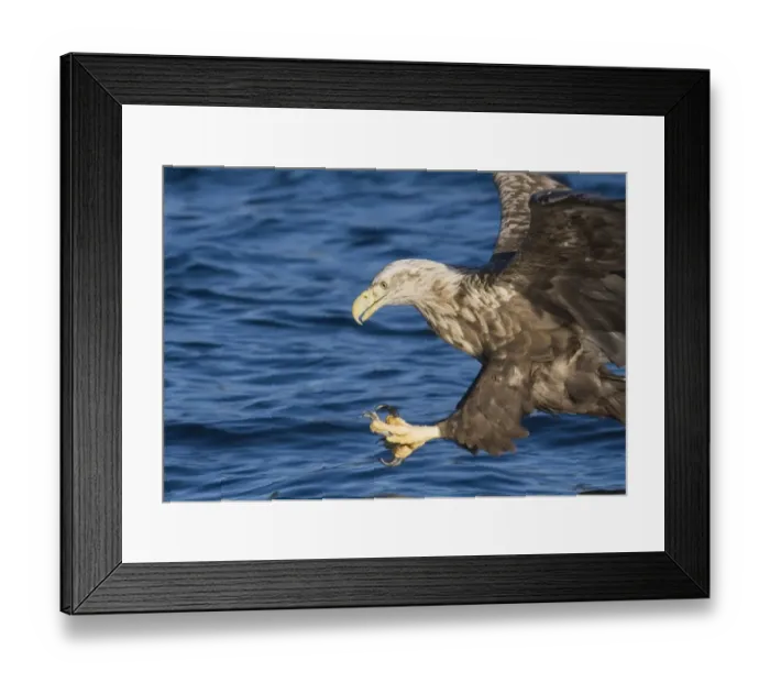 Framed Print : 02573dt. White-tailed Eagle (Sea Eagle). Haliaeetus albicilla about to snatch fish