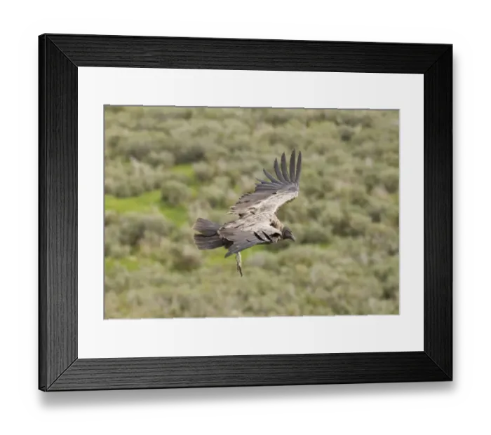 Framed Print : Andean Condor Vultur gryphus immature Patagonian Chile November Framed Print : Andean Condor Vultur gryphus immature Patagonian Chile November