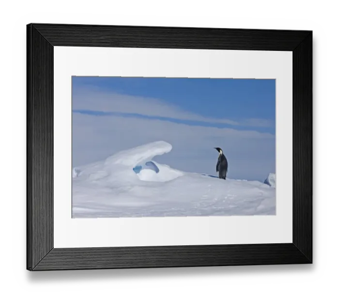 Framed Print : 02590dt. Emperor Framed Print : 02590dt. Emperor