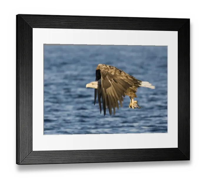 Framed Print : 02574dt. White-tailed Framed Print : 02574dt. White-tailed