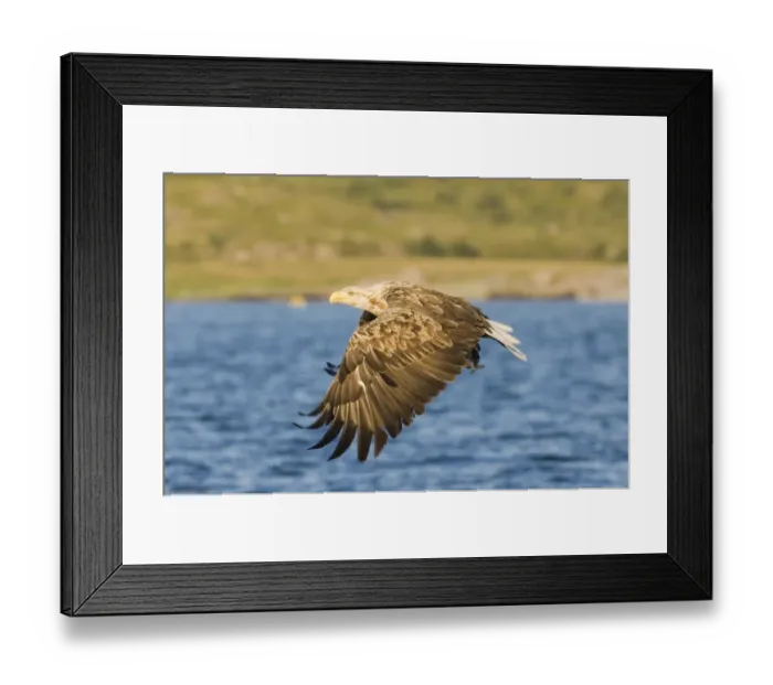 Framed Print : 02571dt. White-tailed Framed Print : 02571dt. White-tailed