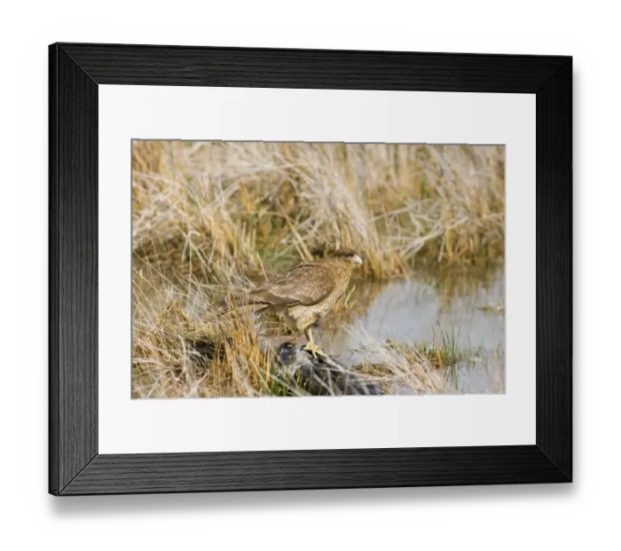 Framed Print : Chimango Caracara Milvago chimango Tierra del Fuego Argentina November Framed Print : Chimango Caracara Milvago chimango Tierra del Fuego Argentina November