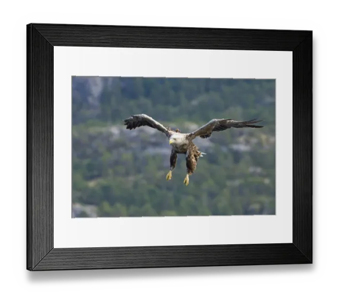 Framed Print : 02558dt. White-tailed Framed Print : 02558dt. White-tailed