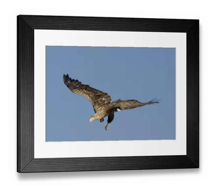 Framed Print : 02566dt. White-tailed Eagle (Sea Eagle). Haliaeetus albicilla adult Norway July Framed Print : 02566dt. White-tailed Eagle (Sea Eagle). Haliaeetus albicilla adult Norway July