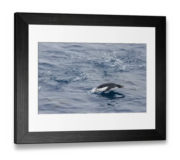 Framed Print : Adelie Penguin Pygoscelis adeliae porpoising Weddell Sea Antarctica November Framed Print : Adelie Penguin Pygoscelis adeliae porpoising Weddell Sea Antarctica November