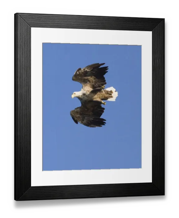 Framed Print : 02561dt. White-tailed