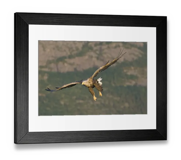 Framed Print : 02565dt. White-tailed Eagle (Sea Eagle). Haliaeetus albicilla adult Norway July Framed Print : 02565dt. White-tailed Eagle (Sea Eagle). Haliaeetus albicilla adult Norway July